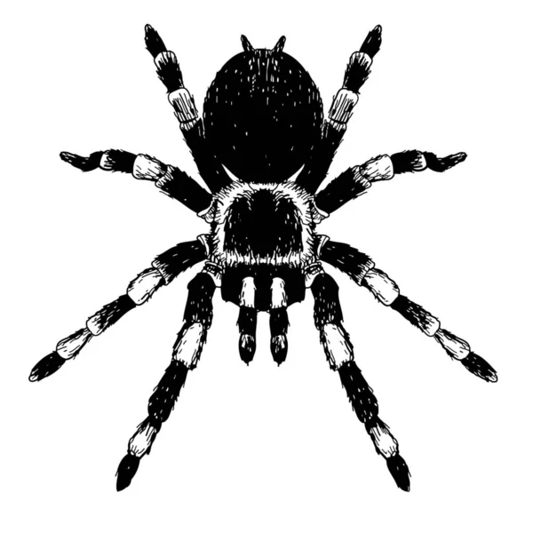 Ελεύθερο Σκίτσο Εικόνα Της Αράχνης Doodle Χέρι Που — Φωτογραφία Αρχείου