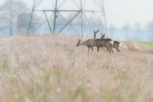 Reeën Het Bos Achtergrond Zonnige Dag — Stockfoto