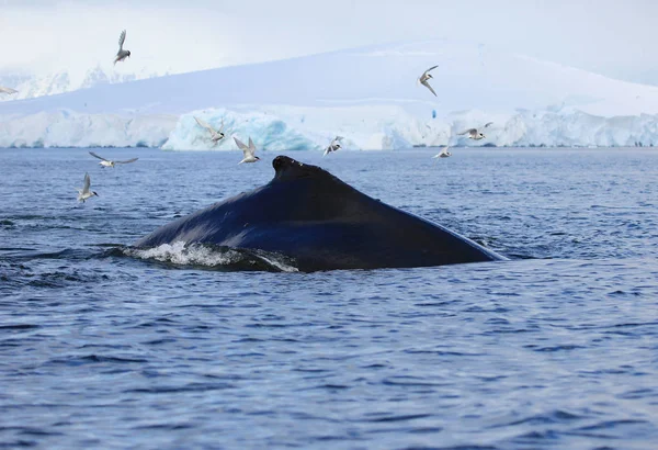 Enorme Megattera Nelle Acque Antartiche Penisola Antartica — Foto Stock