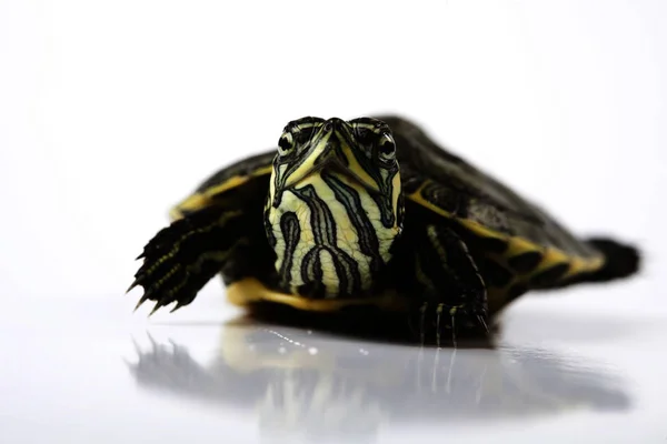 Tartaruga Lenta Conceito Tom Natural Egzotico — Fotografia de Stock
