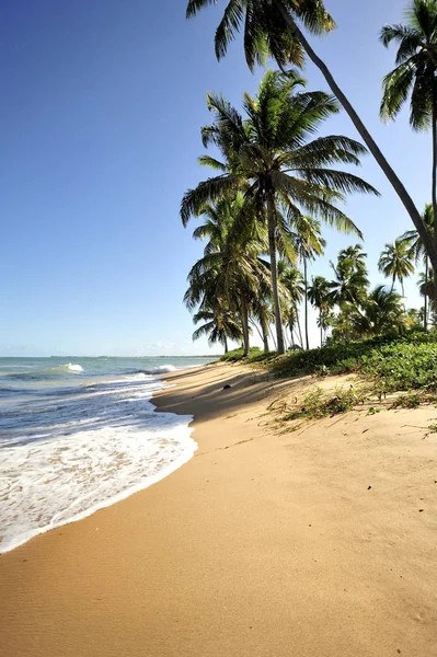 Praia Forte Estado Salavador Bahia Brasil — Foto de Stock