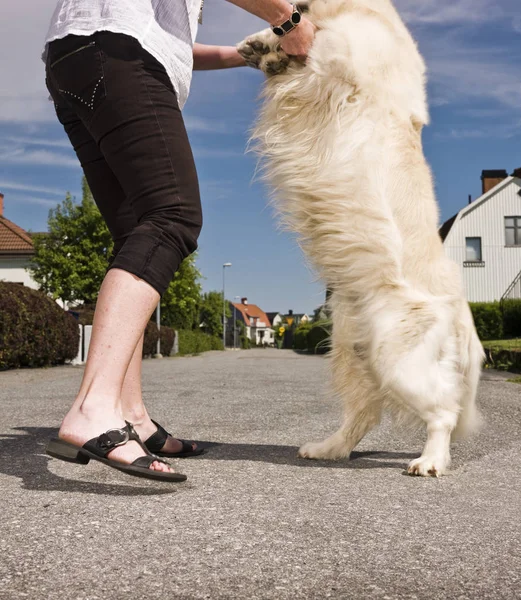 女人在街上和狗跳舞 — 图库照片