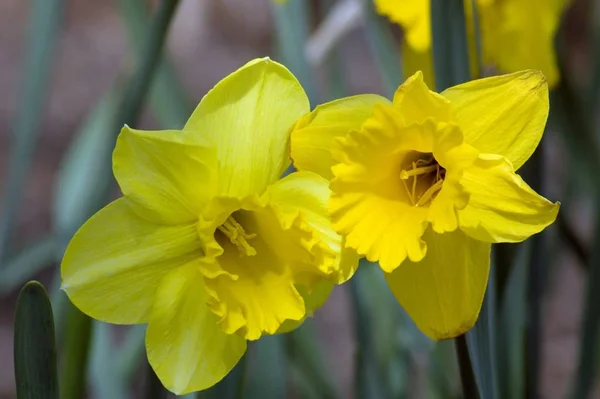 Primer Plano Dos Narcisos Amarillos —  Fotos de Stock