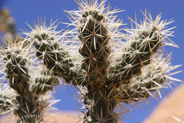 Mycket Prickly Söker Kaktus — Stockfoto