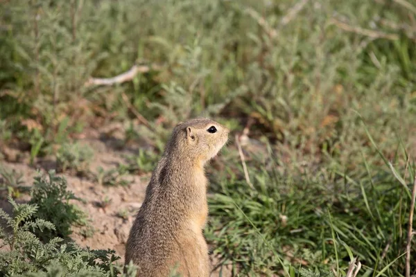 Richardson Ground Squirrel Spermophilus Richardsonii Adalah Seekor Tupai Tanah Amerika — Stok Foto