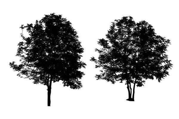 Zestaw Dwóch Drzew Sylwetki Wyizolowanych Białym Tle Ścieżką Cilpping — Zdjęcie stockowe