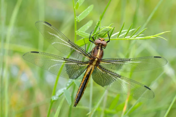 Vedova Femmina Skimmer Libellula Poggiata Una Pianta Libellula Luctuosa — Foto Stock