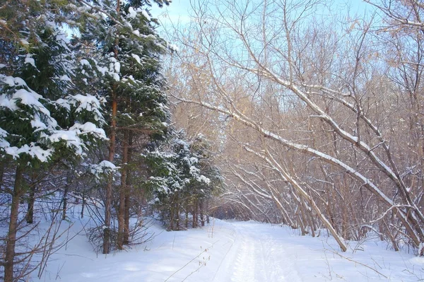 Floresta Inverno Nas Montanhas — Fotografia de Stock