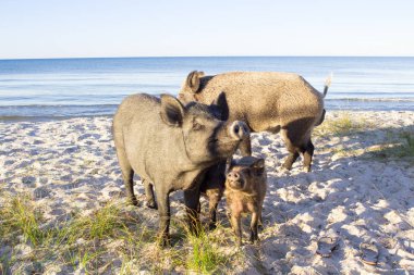 Wild pigs family walk on sea beach sands clipart