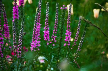 Common heather calluna vulgaris . Small honey forest plant and ornamental garden plant. clipart