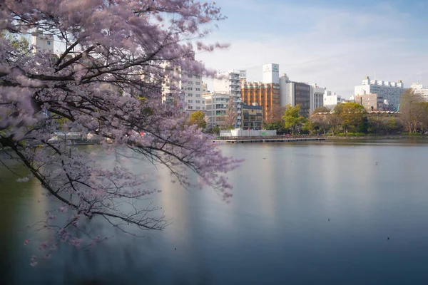 Shinobazu Ставок Сакура Цвітіння Оточенні Токіо Японія — стокове фото
