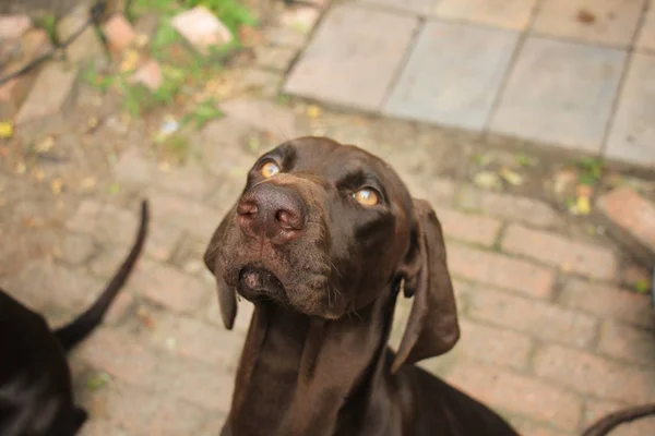 German Shorthaired Pointer Femenino Meses Edad — Foto de Stock