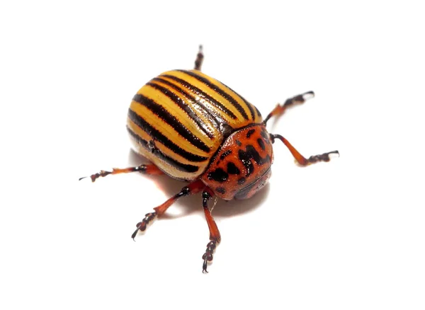 Colorado Beetle Closeup Izolované — Stock fotografie