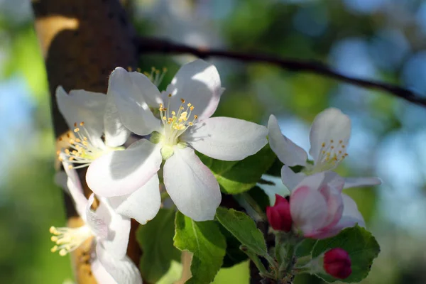 Petites Fleurs Pomme Blanche Printemps Dans Jardin Gros Plan — Photo