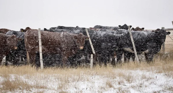 アルバータ州 カナダの雪嵐の牛 — ストック写真