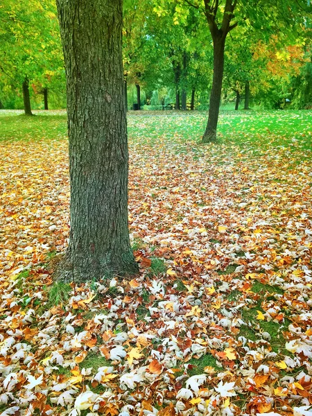 Höstens Park Med Lönn Träd Quebec Kanada — Stockfoto