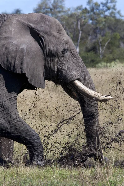 Elefante Africano Loxodonta Africana Tomando Baño Barro Región Savuti Del —  Fotos de Stock