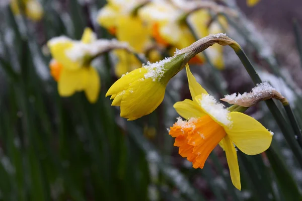 開くと 花びらの後半雪の散水春水仙 — ストック写真