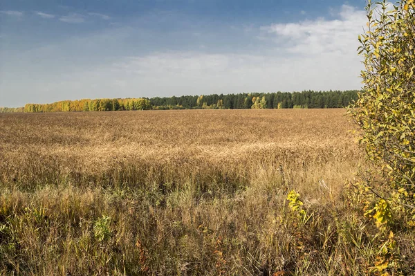 Podzimní Náčrtky Krajiny Přírody Sibiře Poblíž Město Tobolsk — Stock fotografie