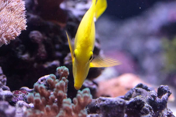 Yellow Tang Fish Zebrasoma Flavenscens Saltwater Aquarium Fish Found Pacific — Stock Photo, Image