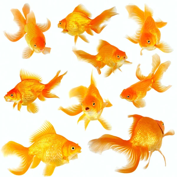 Collage Aus Neun Wunderschönen Fantail Goldfischen Auf Weiß — Stockfoto