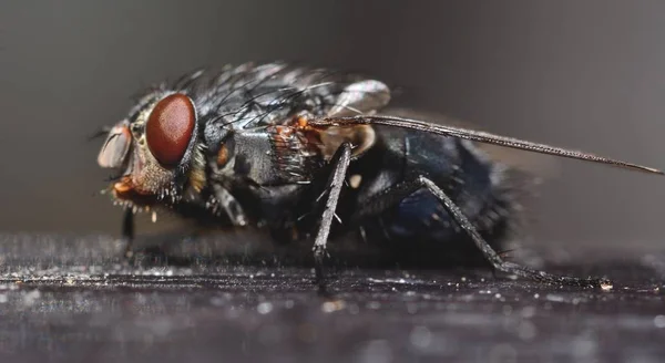 Macro Shot Mouche Noire Avec Fond Sombre — Photo