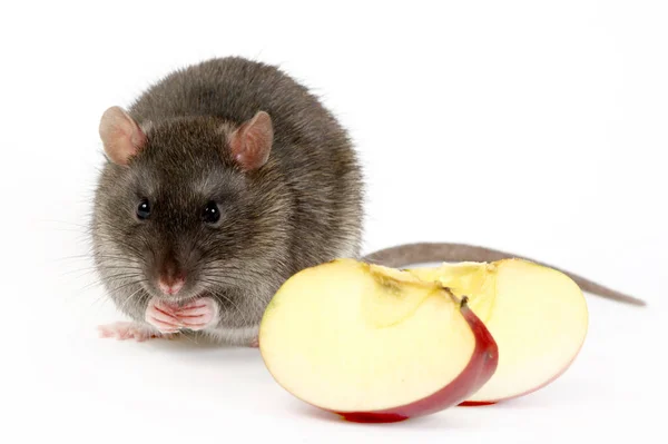 Grote Grijze Rat Appels — Stockfoto