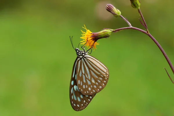 Butterfly Csokoládé Neve Tigris Parantica Melaneus — Stock Fotó
