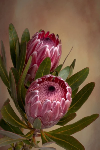 Protea Merah Muda Yang Indah Sedang Mekar Juga Dikenal Sebagai — Stok Foto