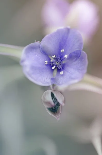 Nahaufnahme Auf Blauen Blumen — Stockfoto