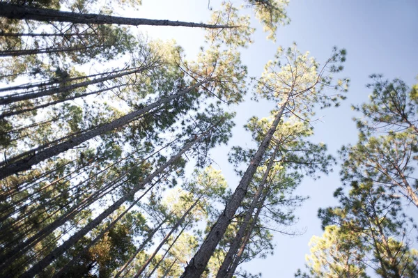 Opzoeken Een Hoog Aanplanting Van Bomen Met Lommerrijke Luifels Tegen — Stockfoto