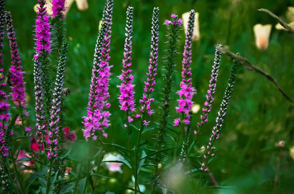 Gemeenschappelijke Heather Calluna Vulgaris Kleine Honing Bos Plant Decoratieve Tuinplant — Stockfoto