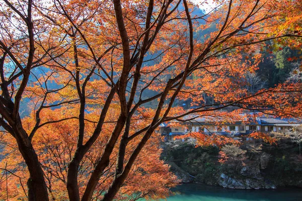 Цветные Листья Деревья Осенний Период Киото Япония — стоковое фото