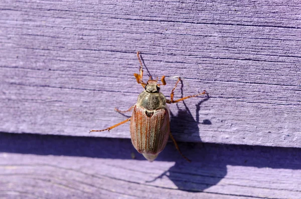 Petite Plaquette Cockchafer Marron Rampant Sur Une Surface Bois Violet — Photo