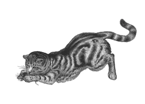 Alte Klassische Vintage Schwarz Weiß Naturgeschichte Illustration Einer Katze Die — Stockfoto