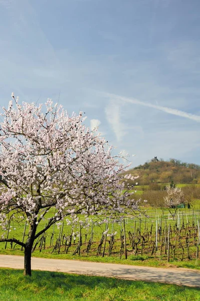 Amandier Fleuri Près Des Vignes Loup Sur Moselle — Photo