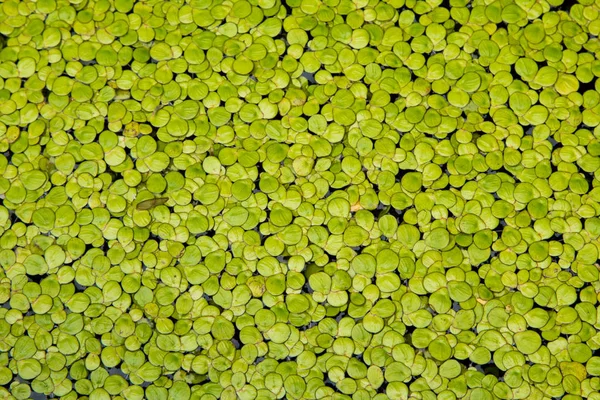 绿色的浮萍自然背景水 — 图库照片