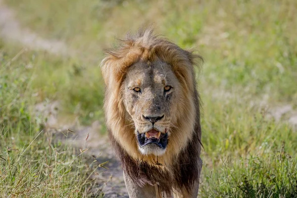 Великий Самця Лева Прогулянки Відношенню Камери Чобе Національний Парк Ботсвани — стокове фото