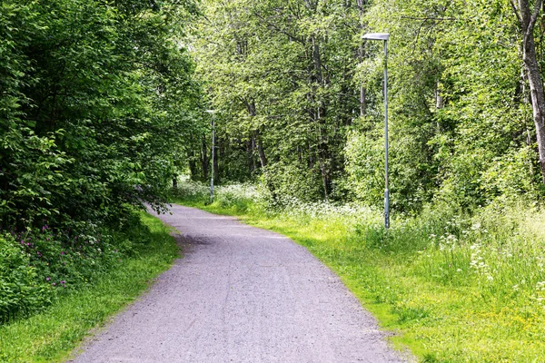 나무가있는 스웨덴 여름의 — 스톡 사진