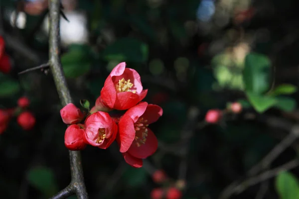 Nádherné Rudé Květiny Větvi Stromu — Stock fotografie