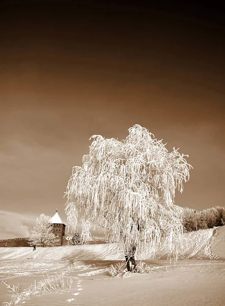 Träd Snön Dagen Tid — Stockfoto