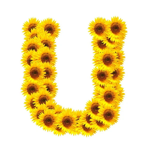 Květina Abeceda Čísla Slunečnice Izolovaných Bílém Pozadí — Stock fotografie