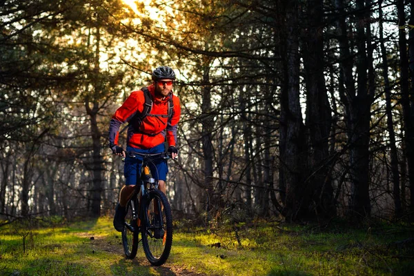 Kerékpáros Lovaglás Bike Trail Gyönyörű Tündér Fenyő Forest Kaland Utazási — Stock Fotó