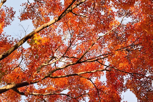 充满活力的日本秋叶在水平框架中的背景模糊的景观 — 图库照片