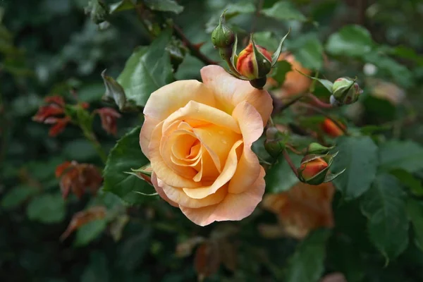 Trandafir Portocaliu Între Muguri Frunze — Fotografie, imagine de stoc