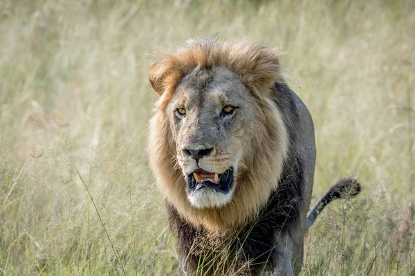 Большой Мужчина Лев Идет Камере Национальном Парке Чобе Ботсвана — стоковое фото