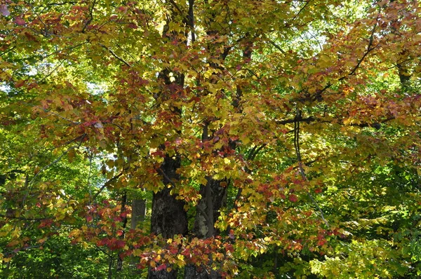 Cores Queda Floresta Nacional Montanha Branca New Hampshire — Fotografia de Stock