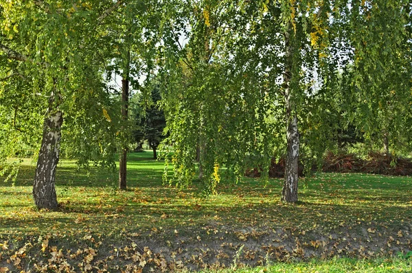 Utsikt Över Parken Början Hösten — Stockfoto