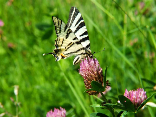 Prachtige Vlinder Close — Stockfoto