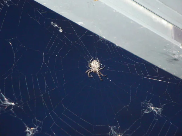 Closeup Spider Wild Nature — Stock Photo, Image